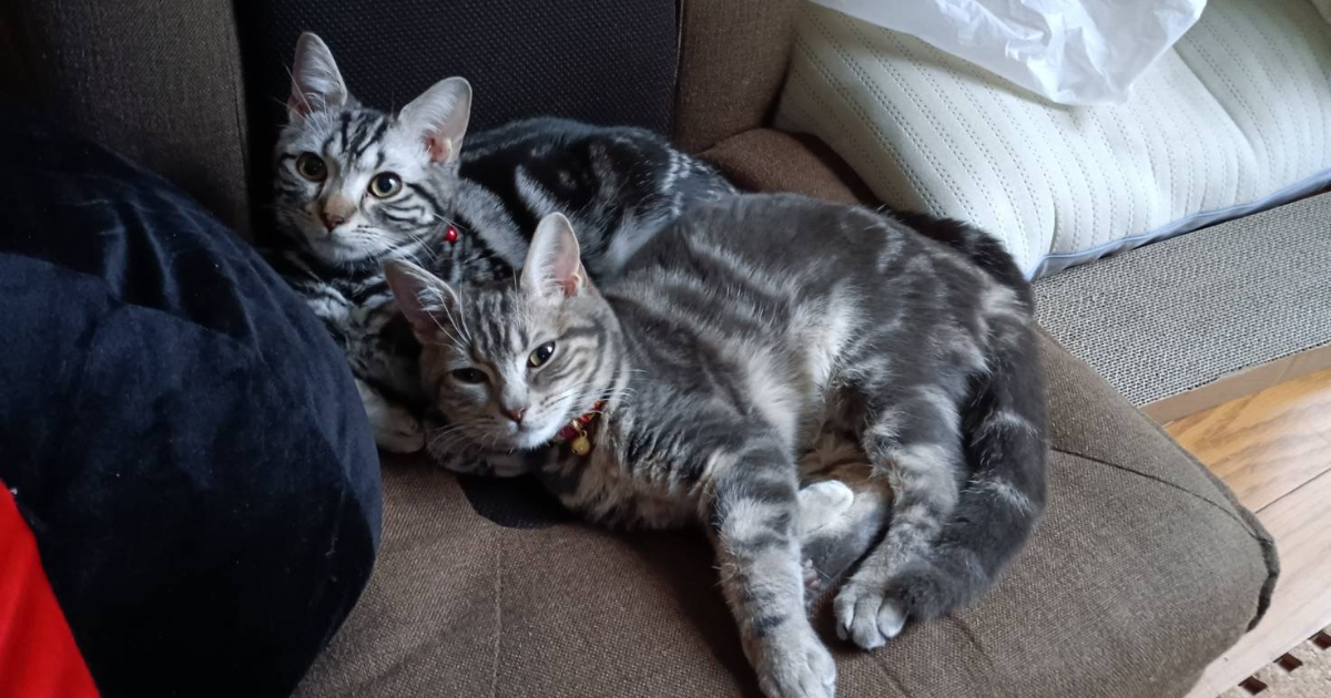 猫との生活コラム