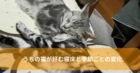 うちの猫が好む寝床と季節ごとの変化