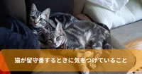 猫が留守番するときに気をつけていること
