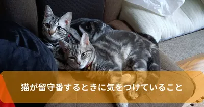 猫が留守番するときに気をつけていること