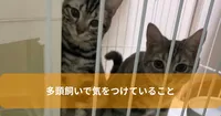 多頭飼いで気をつけていること