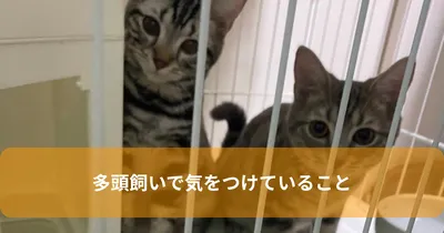 多頭飼いで気をつけていること