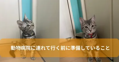 動物病院に連れて行く前に準備していること