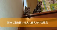 初めて猫を預ける人に伝えたい注意点