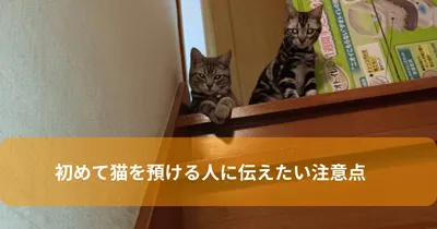 初めて猫を預ける人に伝えたい注意点