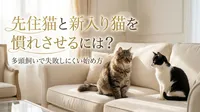 先住猫と新入り猫を慣れさせるには？多頭飼いで失敗しにくい始め方