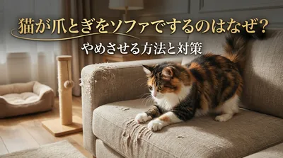 猫が爪とぎをソファでするのはなぜ？やめさせる方法と対策