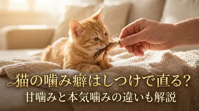 猫の噛み癖はしつけで直る？甘噛みと本気噛みの違いも解説