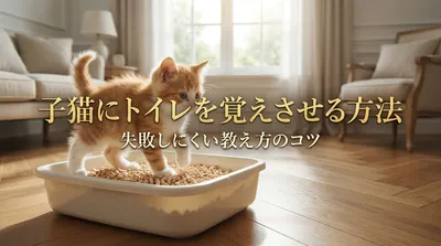 子猫にトイレを覚えさせる方法｜失敗しにくい教え方のコツ