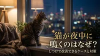 猫が夜中に鳴くのはなぜ？しつけで改善できるケースと対策