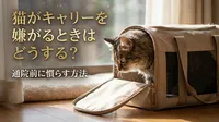 猫がキャリーを嫌がるときはどうする？通院前に慣らす方法