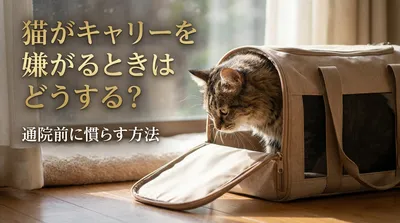 猫がキャリーを嫌がるときはどうする？通院前に慣らす方法