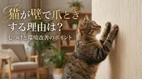 猫が壁で爪とぎする理由は？しつけと環境改善のポイント