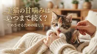 子猫の甘噛みはいつまで続く？やめさせるための接し方