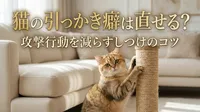 猫の引っかき癖は直せる？攻撃行動を減らすしつけのコツ