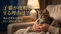 子猫が夜鳴きする理由は？安心させる方法としつけのポイント