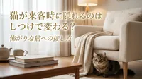 猫が来客時に隠れるのはしつけで変わる？怖がりな猫への接し方