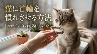 猫に首輪を慣れさせる方法｜嫌がるときの対処法も紹介