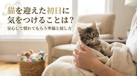 猫を迎えた初日に気をつけることは？安心して慣れてもらう準備と接し方