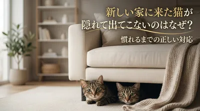 新しい家に来た猫が隠れて出てこないのはなぜ？慣れるまでの正しい対応