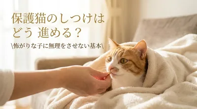 保護猫のしつけはどう進める？怖がりな子に無理をさせない基本