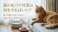 猫の夏バテ対策は何をすればいい？暑い季節に気をつけたい室温・水分・食欲のポイント