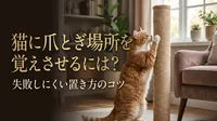 猫に爪とぎ場所を覚えさせるには？失敗しにくい置き方のコツ