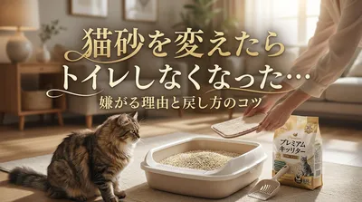 猫砂を変えたらトイレしなくなった…嫌がる理由と戻し方のコツ