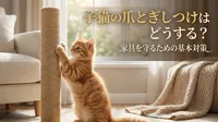子猫の爪とぎしつけはどうする？家具を守るための基本対策