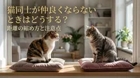 猫同士が仲良くならないときはどうする？距離の縮め方と注意点