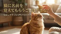 猫に名前を覚えてもらうことはできる？反応しやすくなる呼び方のコツ