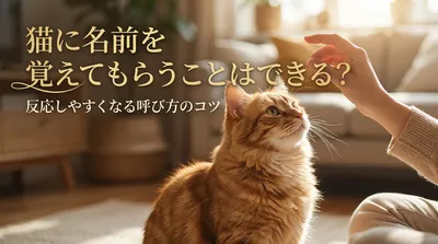 猫に名前を覚えてもらうことはできる？反応しやすくなる呼び方のコツ