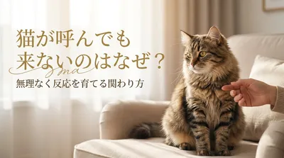 猫が呼んでも来ないのはなぜ？無理なく反応を育てる関わり方