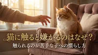 猫に触ると嫌がるのはなぜ？触られるのが苦手な子への慣らし方