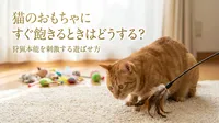 猫のおもちゃにすぐ飽きるときはどうする？狩猟本能を刺激する遊ばせ方