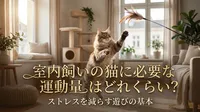 室内飼いの猫に必要な運動量はどれくらい？ストレスを減らす遊びの基本