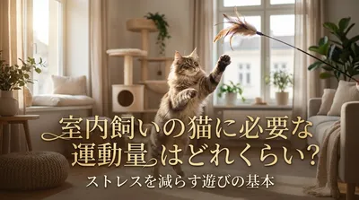 室内飼いの猫に必要な運動量はどれくらい？ストレスを減らす遊びの基本