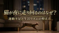 猫が夜に走り回るのはなぜ？運動不足と生活リズムの整え方
