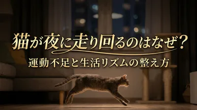 猫が夜に走り回るのはなぜ？運動不足と生活リズムの整え方