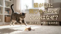 猫が急に飛びかかってくるのはなぜ？遊び不足と興奮の見分け方